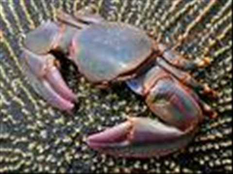 Guaraguao-El Cangrejo