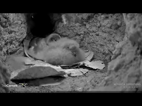 Adult Cahow Makes Early Morning Visit To The Burrow – March 28, 2018