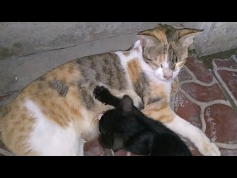 Mother Cat Feeding Milk To Orphan Kitten Who Lost His Family In Dogs Attack