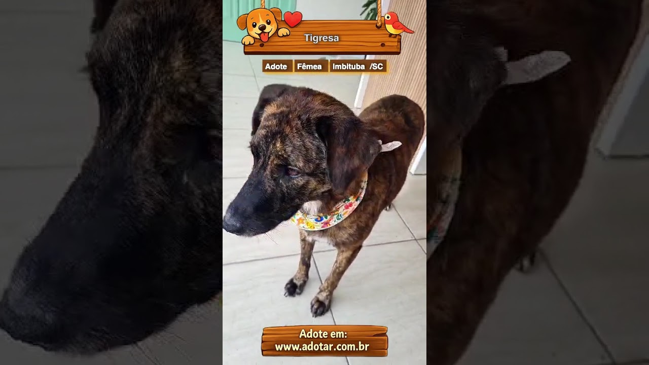 Cachorro raça SRD-ViraLata idade 2 anos nome Tigresa