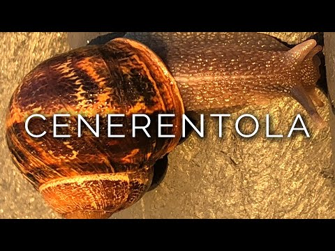 1279-IT_PL Karolina, CENERENTOLA - Ipnosi Esoterica ∞ Lucio Carsi