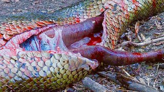 Gigantic Anaconda Snakes Attack A Group Of Scienti