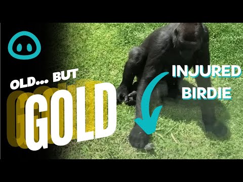 Gorilla Gently Checks on Injured Bird In Zoo Enclosure || ViralHog