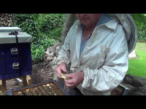 Tillsättning av drottning