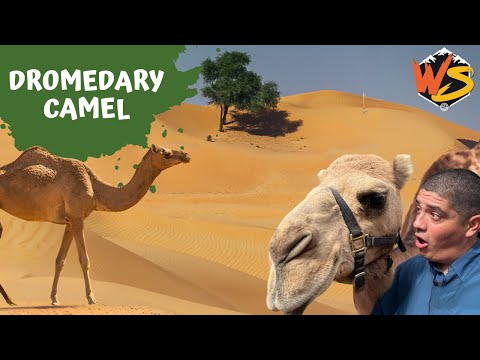 Dromedary Camels: Fascinating Facts About Desert Survivors