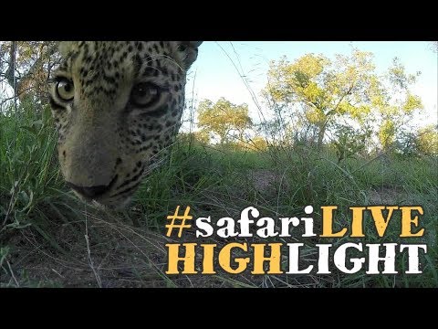 A Young Male leopard meets Ronald the Rover
