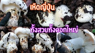 Ep.2 2/4 เก็บเห็ดมัทสึทาเกะ(เห็ดญี่ปุ่น)ในอเมริกา 20/12/21