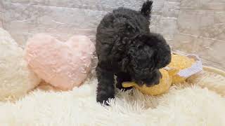 トイプードルの動画01