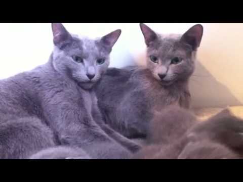 Blauwe rus kittens
