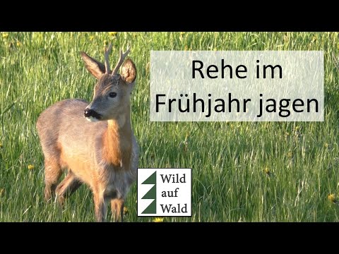 🦌5 Dinge, die dich bei der Reh-Jagd erfolgreich machen #wildaufwald