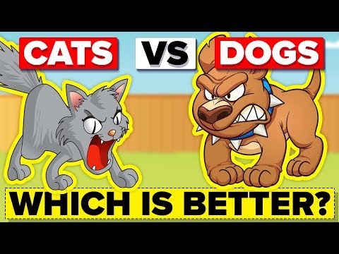 Why Are Dogs Better Than Cats?