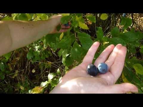 download lagu mp3 mp4 When To Pick Damsons, download lagu When To Pick Damsons gratis, unduh video klip When To Pick Damsons