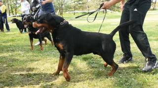 KONG VOM QUERCUS WALD (KS SERBIA 2017 )  VIDEO BY : Milos FotoRott