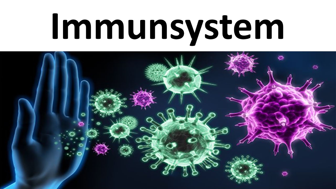 Immunsystem [Einführung / Zusammenfassung] - [Biologie, Oberstufe]