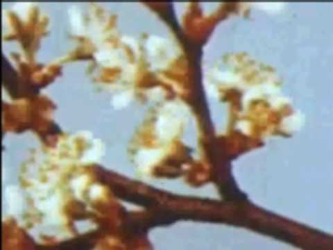 Video thumbnail for Fleshettes