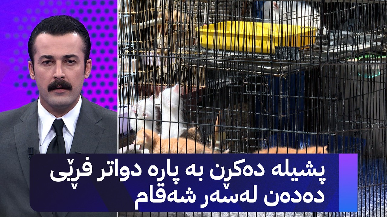 ڤیدیۆ | پشیلە دەکڕن بە پارە دواتر فڕێی دەدەن لەسەر شەقام