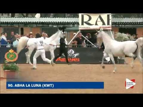 N.90 ABHA LA LUNA - Menton 2016 - Mares 7+ years old (Class 5)