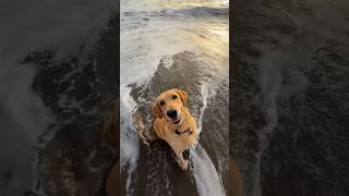 A tal vida de cão… #shorts