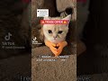 Scoobert Catshorts Cats Catlover