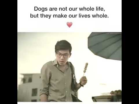Dogs are not our whole life But...