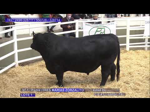 Remate Cabañas Newton y Trelaun