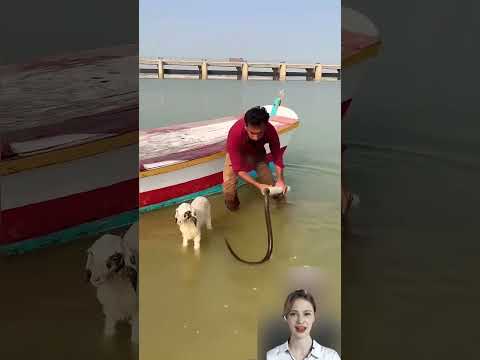 😱 Màn Bắt Rắn Hổ Mang Cực Kỳ Căng Thẳng #shorts