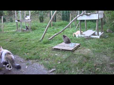 Persian kittens playing (safe fenced-in cat garden)