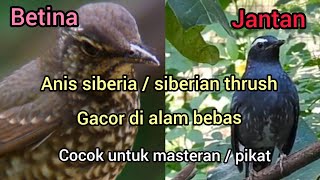 Download lagu burung anis siberia/siberian thush,dialam bebas suara mp3 mp3 Download lagu burung anis siberia/siberian thush,dialam bebas suara mp3 mp3