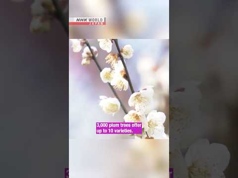 Local plum festival offers a treat for the sensesーNHK WORLD-JAPAN NEWS #shorts