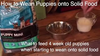 What to feed 4 week old puppies when starting to wean onto solid food part 1