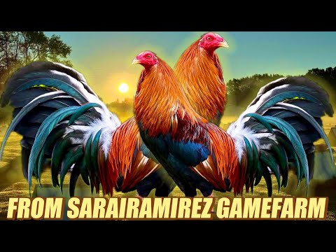 Mcrea Sweater Yellow Leg Hatch Kelso - FROM SARAIRAMIREZ GAMEFARM