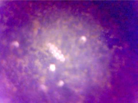 Tardigrades Hatching (1)