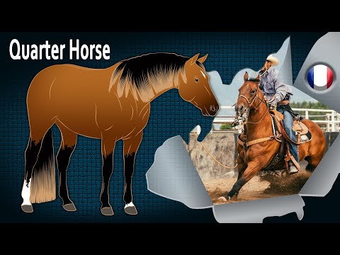 Quarter Horse, la race de chevaux la plus répandue au monde, Races de chevaux