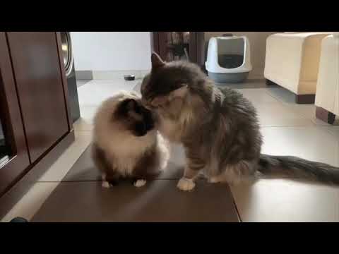 CAT LOVE AND FIGHT - RAGDOLL vs MAINE COON