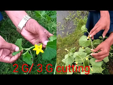 কুমড়া জাতীয় ফসলের ফলন ৪০০ গুণ বাড়াতে 2G / 3G কাটিং