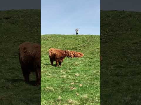 , title : 'Scotland ఆవులు । Highland cows in Swanston Edinburgh Scotland #familyhiking #nature #highlandcattle'