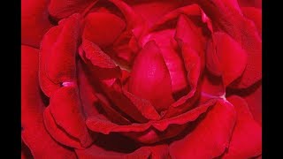 Robert Burns - My Love is Like a Red Red Rose - poem