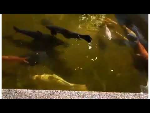 #shorts DIFFERENT FISH & FLOWERS/Liezel ECmix tv