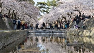 夙川公園　日本さくら名所100選