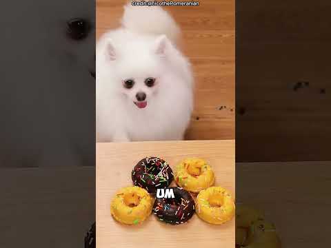 O Donut Gigante Salvou o Patinho! 🦆🍩#shorts #viralvideo