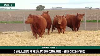 5 Vaquillonas PC Preñadas - Los Choles - Plaza Ganadera
