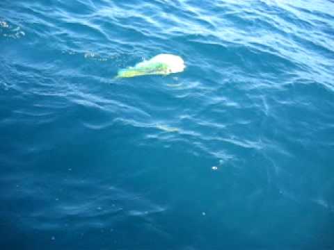 Aziz Miami Beach Fishing