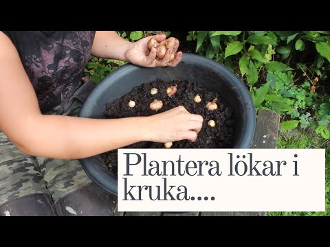 Plantera Lökar i Kruka!