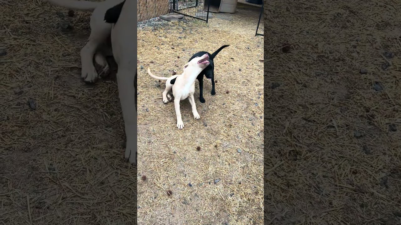 Enlarge Aiden, an adopted mixed breed in Madison, WI video 2/2