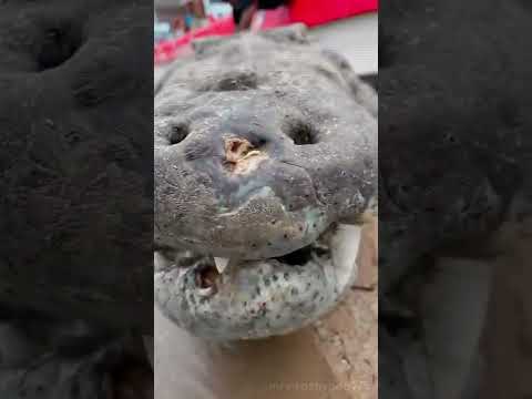 #HolyGhost #Beast #crocodile #Dino #dinosaur