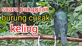Download lagu SUARA BURUNG CUCAK KELING MEMANGIL KAWAN mp3