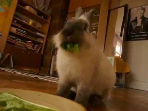 Did you eat your veggies today?