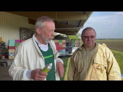 Buckfastzucht Belegstelle Friedrichskoog - Begattungseinheiten  MiniPlus