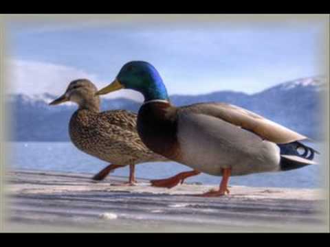 Happy Heart / Marc Almond