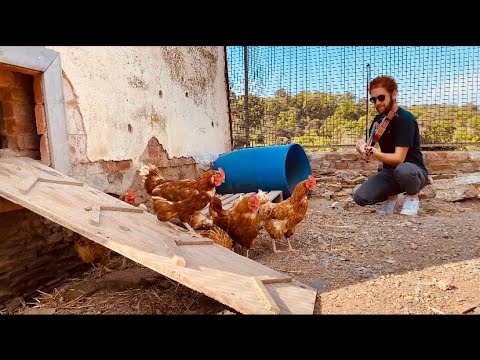 El Hilwa Di | الحلوة دي (with a rooster, بمرافقة ديك)